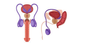 What Men Should Know About Penile Girth Enhancement Treatment